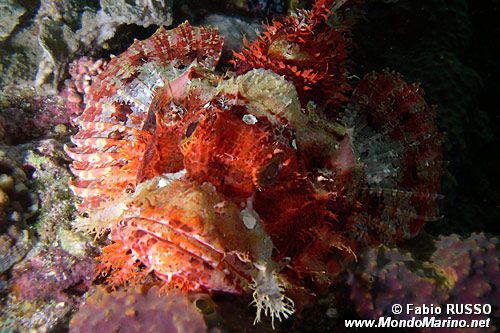 Pesce scorpione tassellato (Scorpaenopsis oxycephalus)