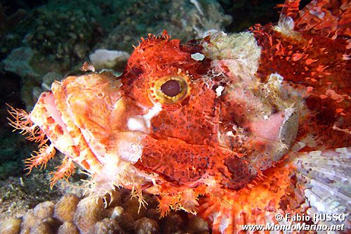 Pesce scorpione tassellato (Scorpaenopsis oxycephalus)