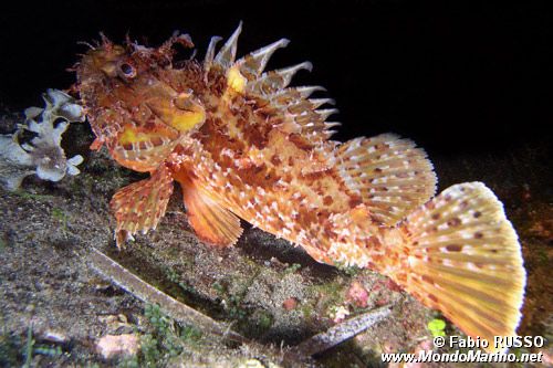 Scorfano rosso (Scorpaena scrofa)