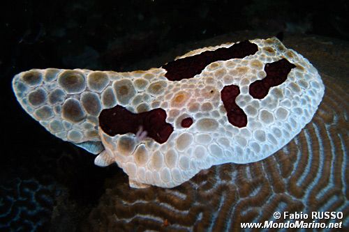 Pleurobranco gigante (Pleurobranchus grandis)