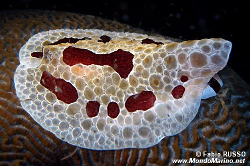 Pleurobranco gigante (Pleurobranchus grandis)