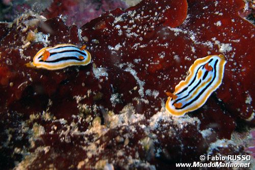 Chromodoris di coleman (Chromodoris cf. colemani)