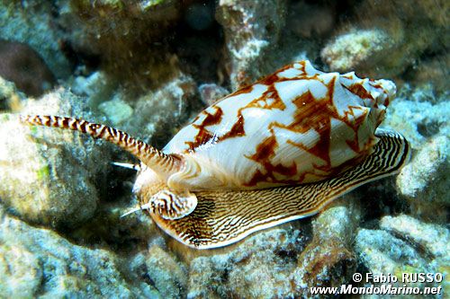 Voluta vespertilio (Cymbiola vespertilio)