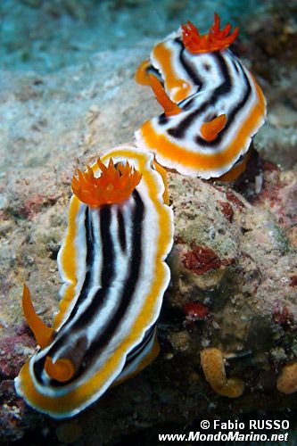 Chromodoris magnifica (Chromodoris magnifica)