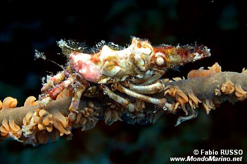 Granchio dei coralli neri (Xenocarcinus tuberculatus)