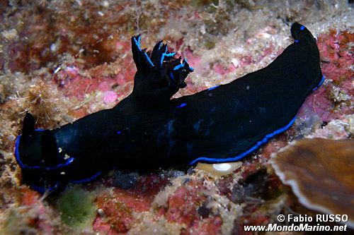 Tambja morosa (Tambja morosa)