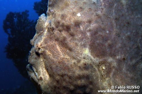 Pesce rana gigante (Antennarius commersoni)