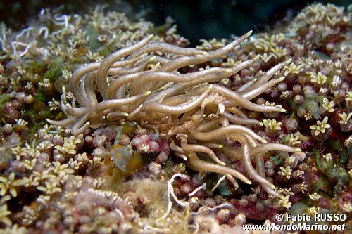 Phyllodesmium (Phyllodesmium briareum)