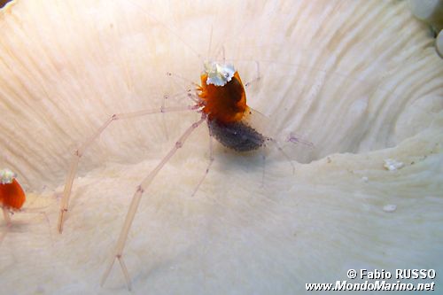 Gambero fantasma dei fungidi (Periclimenes kororensis)