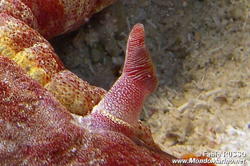 Ballerina spagnola (Hexabranchus sanguineus)