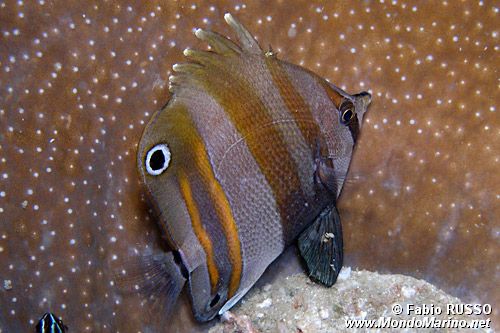 Pesce corallo dai due ocelli (Coradion melanopus)