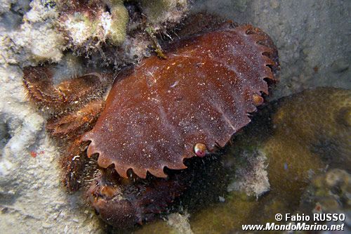 Granchio rotondo (Etisus utilis)