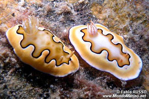 Chromodoris coi (Chromodoris coi)