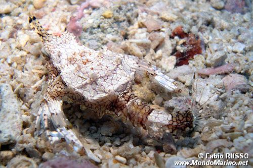 Pesce pegaso minore (Eurypegasus draconis)