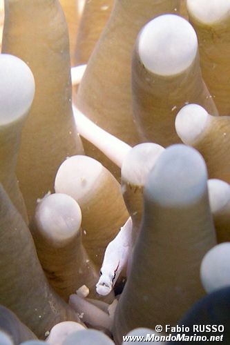 Pesce ago dei fungidi (Siokunichthys nigrolineatus)