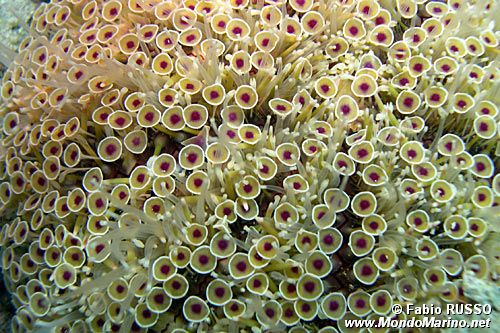 Riccio velenoso (Toxopneustes pileolus)