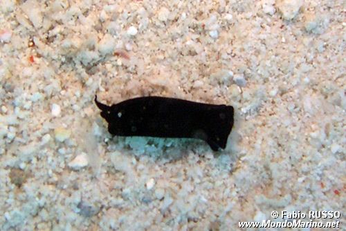 Chelidonura (Chelidonura sp)