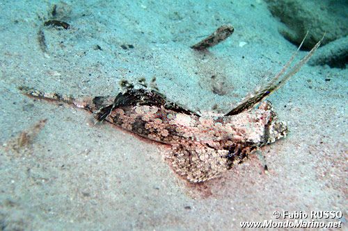 Dragonetto con le dita (Dactylopus dactylopus)