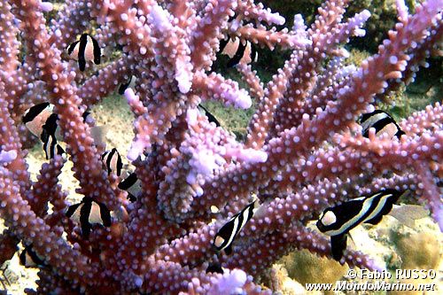 Damigella codabianca (Dascyllus aruanus)