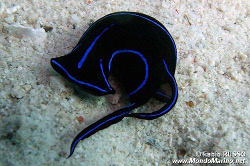 Chelidonura (Chelidonura varians)