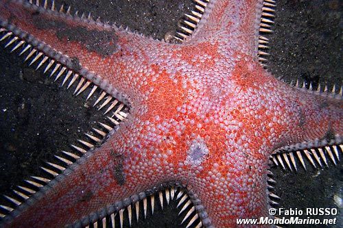 Stella pettine maggiore (Astropecten aranciacus)