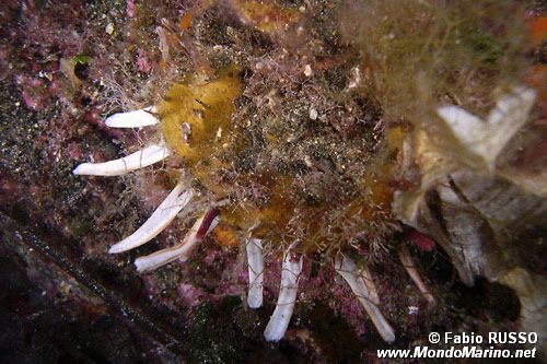 Spondilo (Spondylus gaederopus)