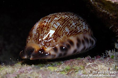 Ciprea arabica (Cypraea arabica)