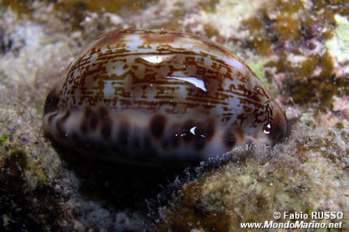 Ciprea arabica (Cypraea arabica)