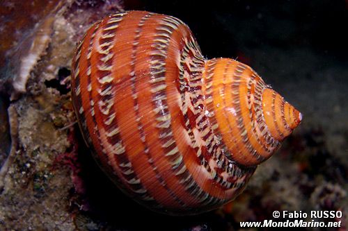 Turbo (Turbo petholatus)