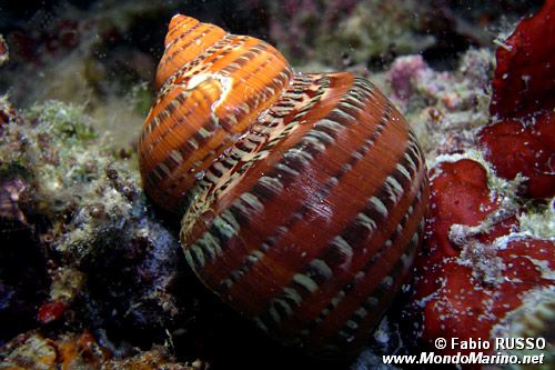 Turbo (Turbo petholatus)