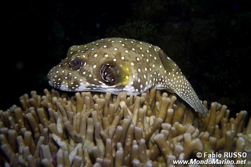 Pesce palla a punti bianchi (Arothron hispidus)