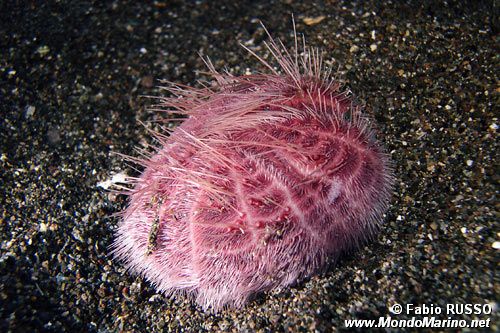Spatango (Spatangus purpureus)