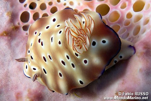 Risbecia (Risbecia tryoni)