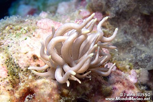 Phyllodesmium (Phyllodesmium briareum)