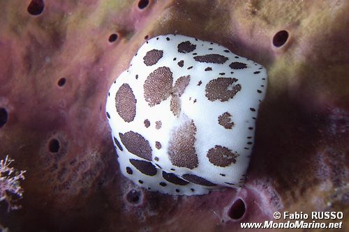 Vacchetta di mare (Discodoris atromaculata)