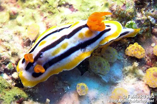 Chromodoris di coleman (Chromodoris cf. colemani)