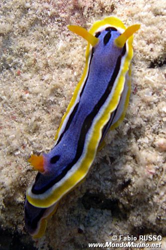 Chromodoris di anna (Chromodoris annae)