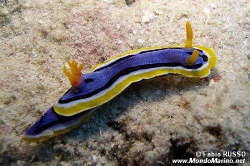 Chromodoris di anna (Chromodoris annae)