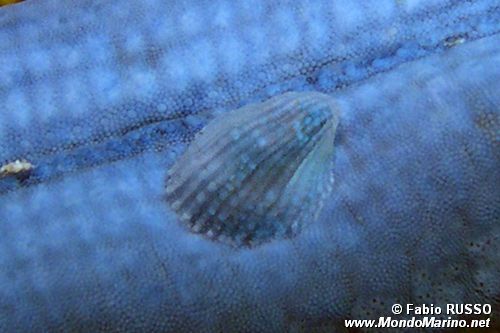 Thyca (Thyca crystallina)