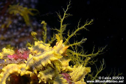 Oloturia (Colochirus robustus)