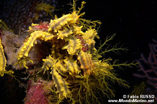 Oloturia (Colochirus robustus)