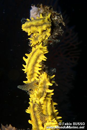 Oloturia (Colochirus robustus)