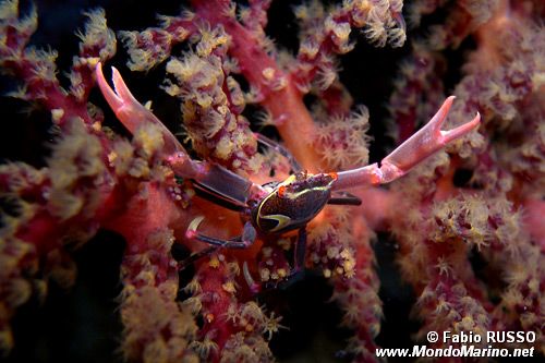 Quadrella maculata (Quadrella maculosa)