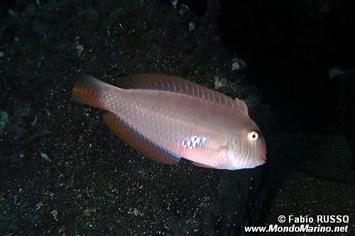 Pesce pettine (Xyrichtys novacula)