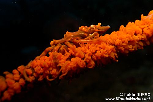 Granchio dei coralli neri (Xenocarcinus tuberculatus)