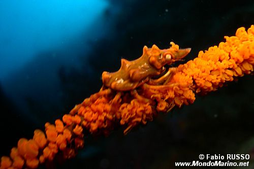 Granchio dei coralli neri (Xenocarcinus tuberculatus)
