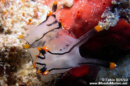 Thecacera picta (Thecacera picta)