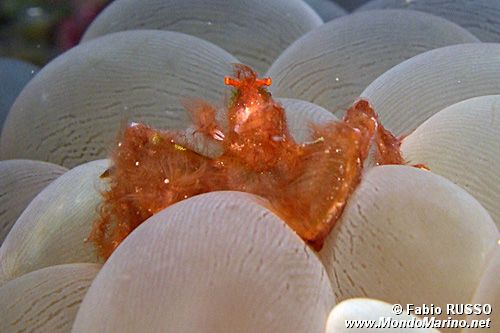 Granchio orang-utan (Achaeus japonicus)