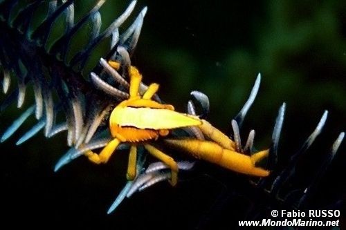 Galatea del crinoide (Allogalathea elegans)