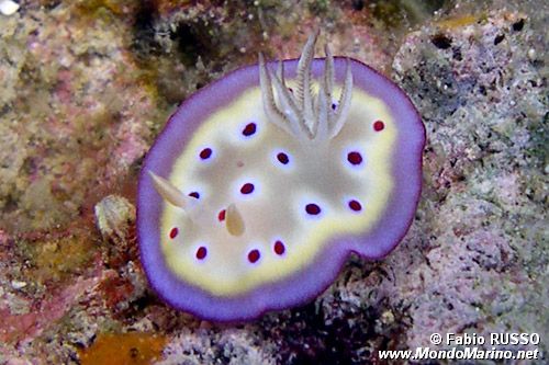 Chromodoris kuniei (Chromodoris kuniei)
